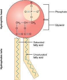 リン脂質分子構造